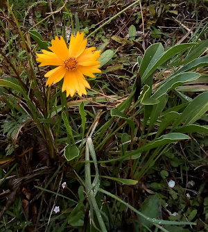 [One yellow bloom growing approximately six inches from the ground. The bloom has eight wide petals and each petal has three v-shaped notches out the outer edge. The center is a dense set of short yellow stamen. The leaves of this plant appear long, narrow, and thick in width.]